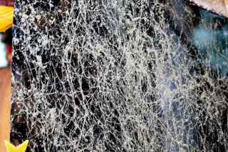 Clear_Scraps_October_tag2