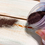 Clear_scraps_howdy_rodeo_western_cowboy_sign_welcome_chipboard_wood_pallet_texas_barbed_wire_stencil_emboss_sanders_rust